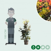Blutbuchenhecke pro Meter zweireihig