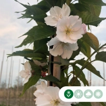 Japanische Blütenkirsche 'Yedoensis'