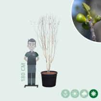 Himalaya-Birke mehrstämmig