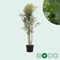 Eukalyptus 'Azura' mehrstämmig