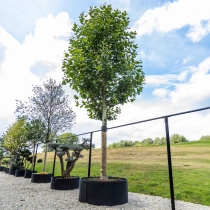 Platane Hochstamm #1