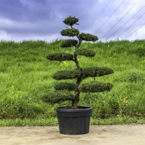 Waldkiefer Bonsai #142