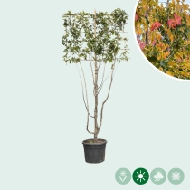 Persischer Eisenholzbaum mehrstämmig als Spalier