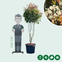 Glanzmispel-Kugel mehrstämmig