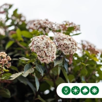 Schneeball Hochstamm