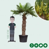 Chinesische Hanfpalme 120 cm Stammhöhe