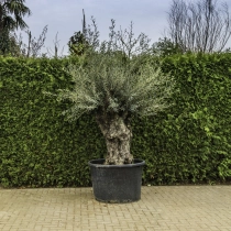 Olivenbaum 'Bonsai' #104