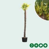 Chinesische Hanfpalme 400 cm Stammhöhe