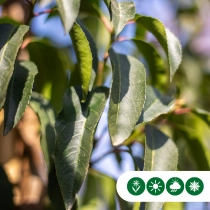 Portugiesischer Lorbeer als Spalierbaum