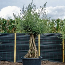 Olivenbaum 'Bonsai' 120–140 cm Stammumfang #2
