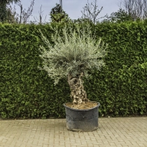 Olivenbaum 'Bonsai' #95