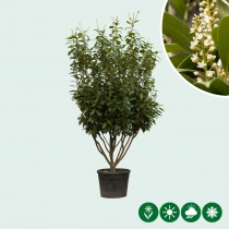 Kirschlorbeer mehrstämmig 200 cm