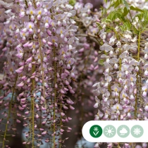 Rosaregen Rosea als Spalier