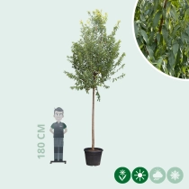 Mandelbaum hochstamm