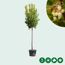 Erdbeerbaum
