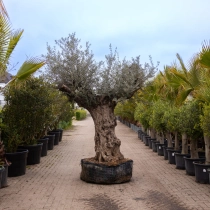 Olivenbaum 'Bonsai' #160