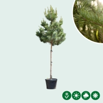 Waldkiefer