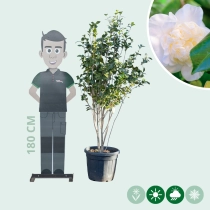 Camellia weiß mehrstämmig