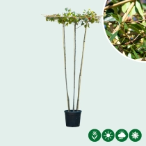 Glanzmispel Dachform mehrstämmig