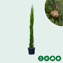 Italienische Zypresse 'Totem'