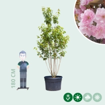 Japanische Zierkirsche 'Kanzan' mehrstämmig