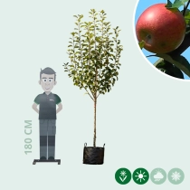 Malus d. 'Santana'