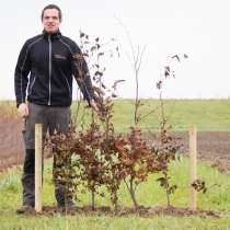 Blutbuchenhecke pro Meter einreihig