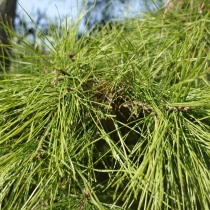 Waldkiefer Bonsai Pompon #78