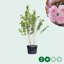 Japanische Zierkirsche 'Kanzan' mehrstämmig