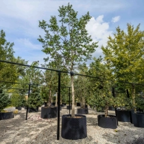 Echter Walnussbaum #2