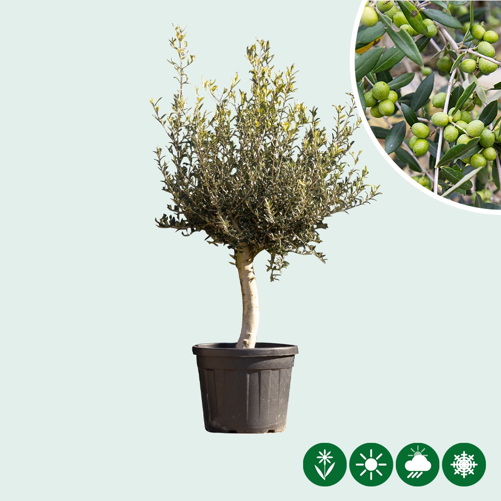 Olea europaea Olivenbaum essbare Oliven Früchte Pflanze 60-80cm Frost 