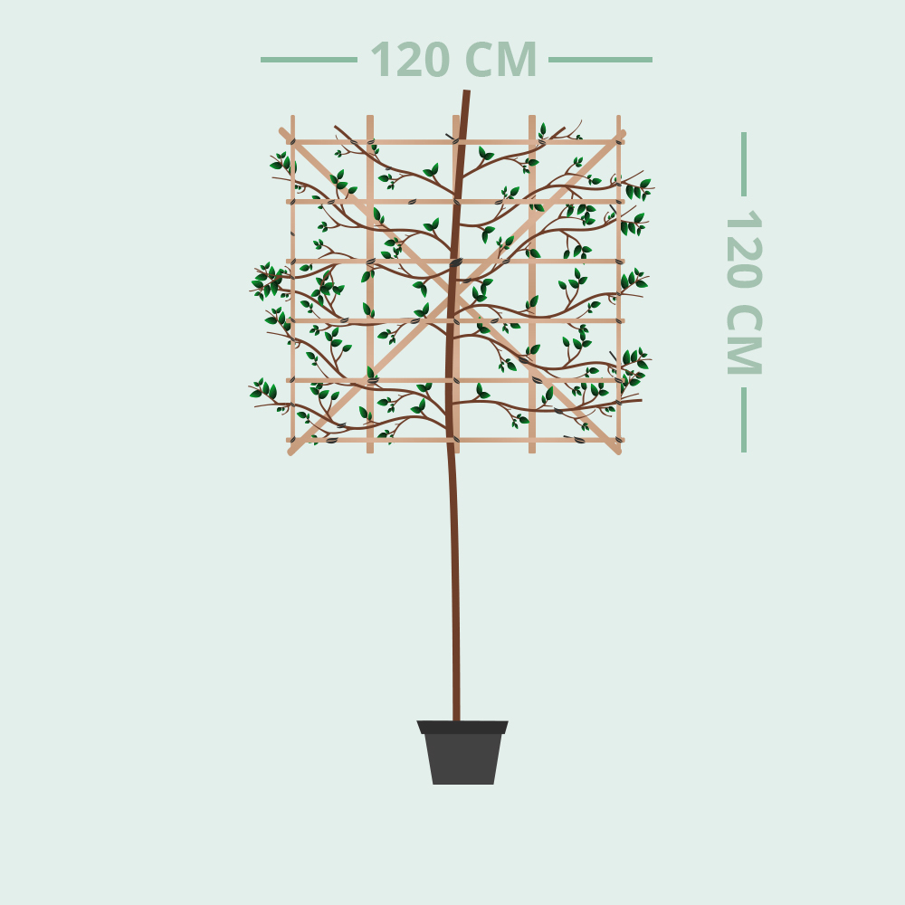 Solitär 200cm Olea europeae  frosthart 15°C Olive Olivenbaum extra 