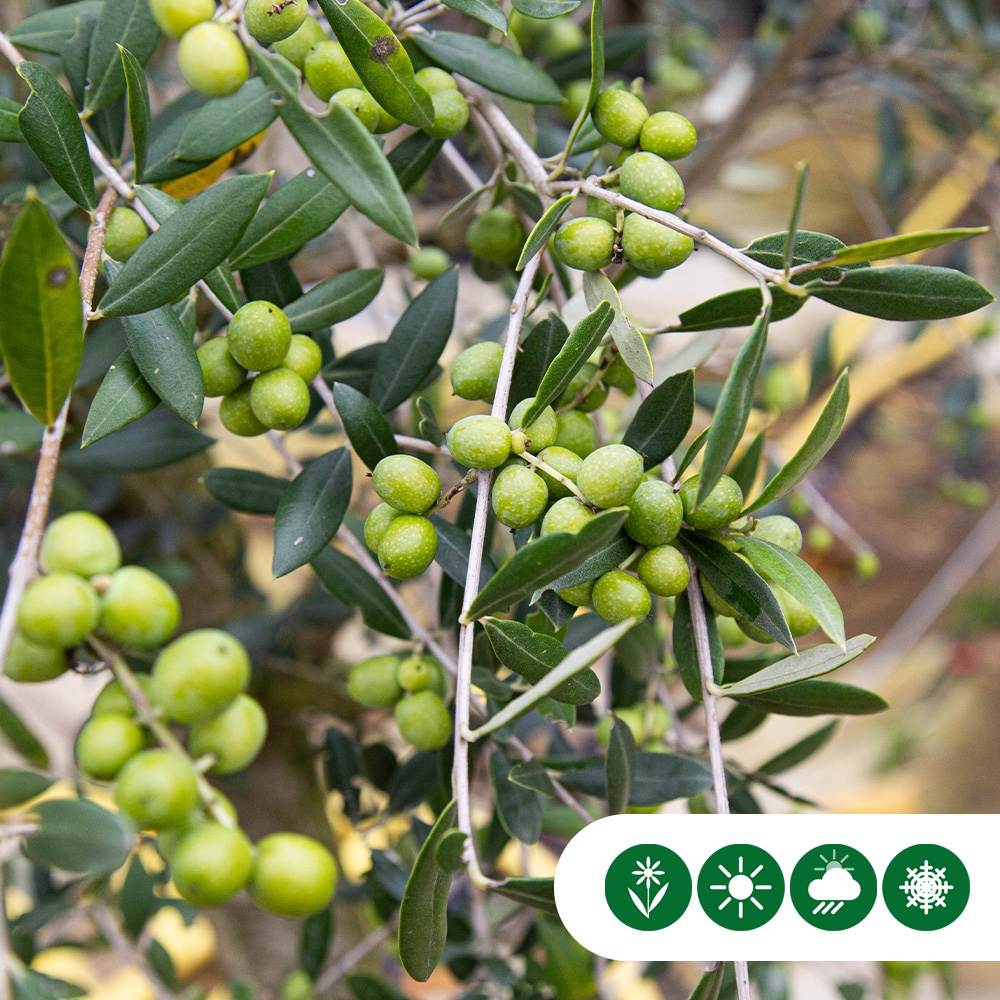 Olivenbaum als Spalier 220 cm stammhöhe