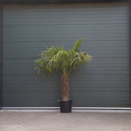 270 cm aus Spanien Stammhöhe ca 110-120cm Hanfpalme Trachycarpus Fortunei max