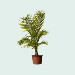 Unechte palme - Die besten Unechte palme verglichen!