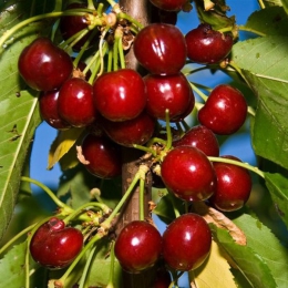 Prunus A. Van