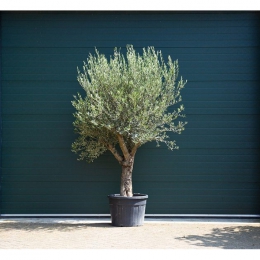 Olivenbaum Verdial