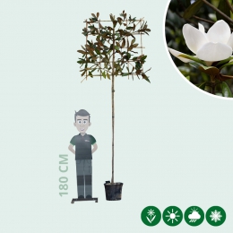 Magnolie grandiflora als Spalier