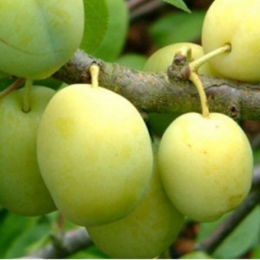 Prunus D. Reine Claude Verte
