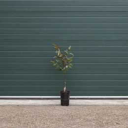 Rotblättriger Walnussbaum