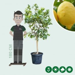 Zitronenbaum (sauer)