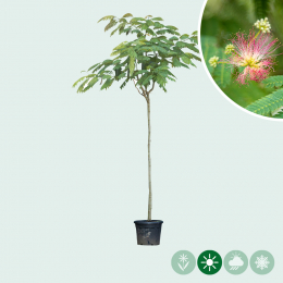 Der Seidenbaum "Albizia julibrissin" ein wunderschöner Zierbaum für den Garten 
