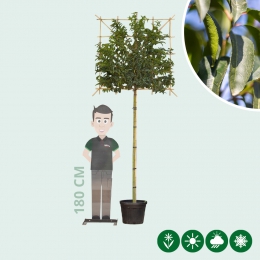 Portugiesischer Lorbeer als Spalierbaum