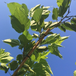 Dach-Maulbeerenbäume