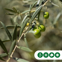 Olivenbaum als Spalier 220 cm stammhöhe