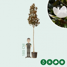Magnolie grandiflora