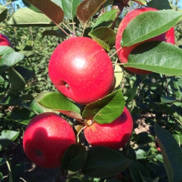 Malus D. Discovery