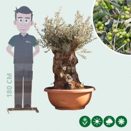 Olivenbaum 'Bonsai' Dekoschale