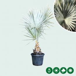 Bismarck-Palme