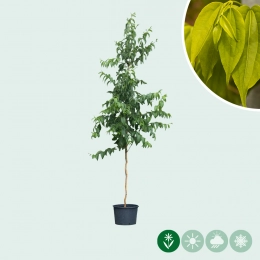 Sieben Söhne des Himmels Baum
